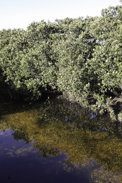 Lush green mangroves line the edge of a calm water body, their dense foliage reflecting on the water's surface.