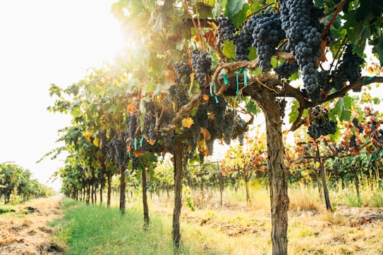 A vineyard filled with rows of grapevines heavy with dark purple grapes, basking in sunlight. The lush green leaves and the golden sunlight create a warm and inviting atmosphere. The neatly aligned rows stretch into the distance, creating a harmonious and orderly landscape.
