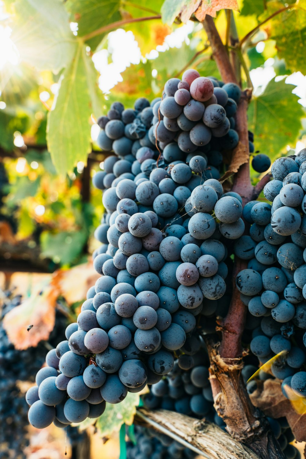 a bunch of blue grapes on a vine