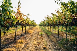 rows of green plants
