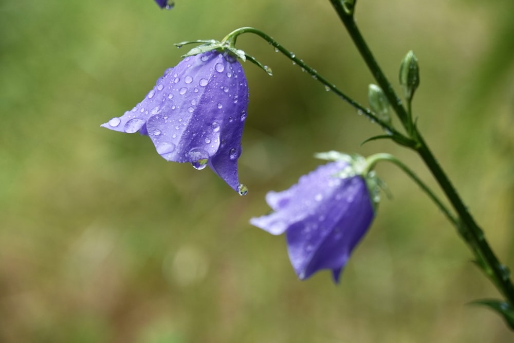 a close up of a flower