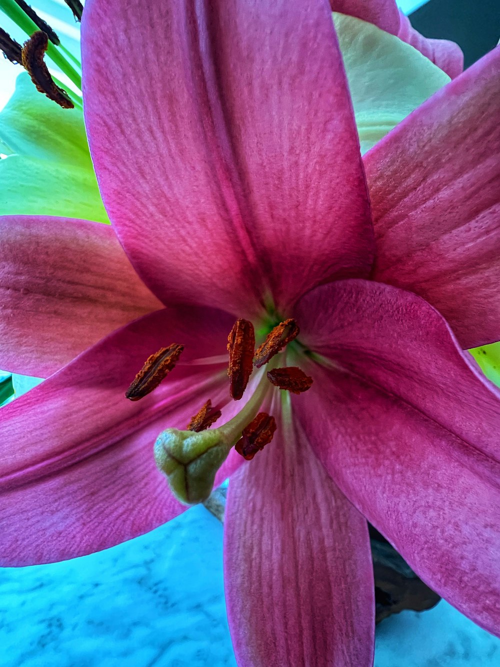 a bee on a flower