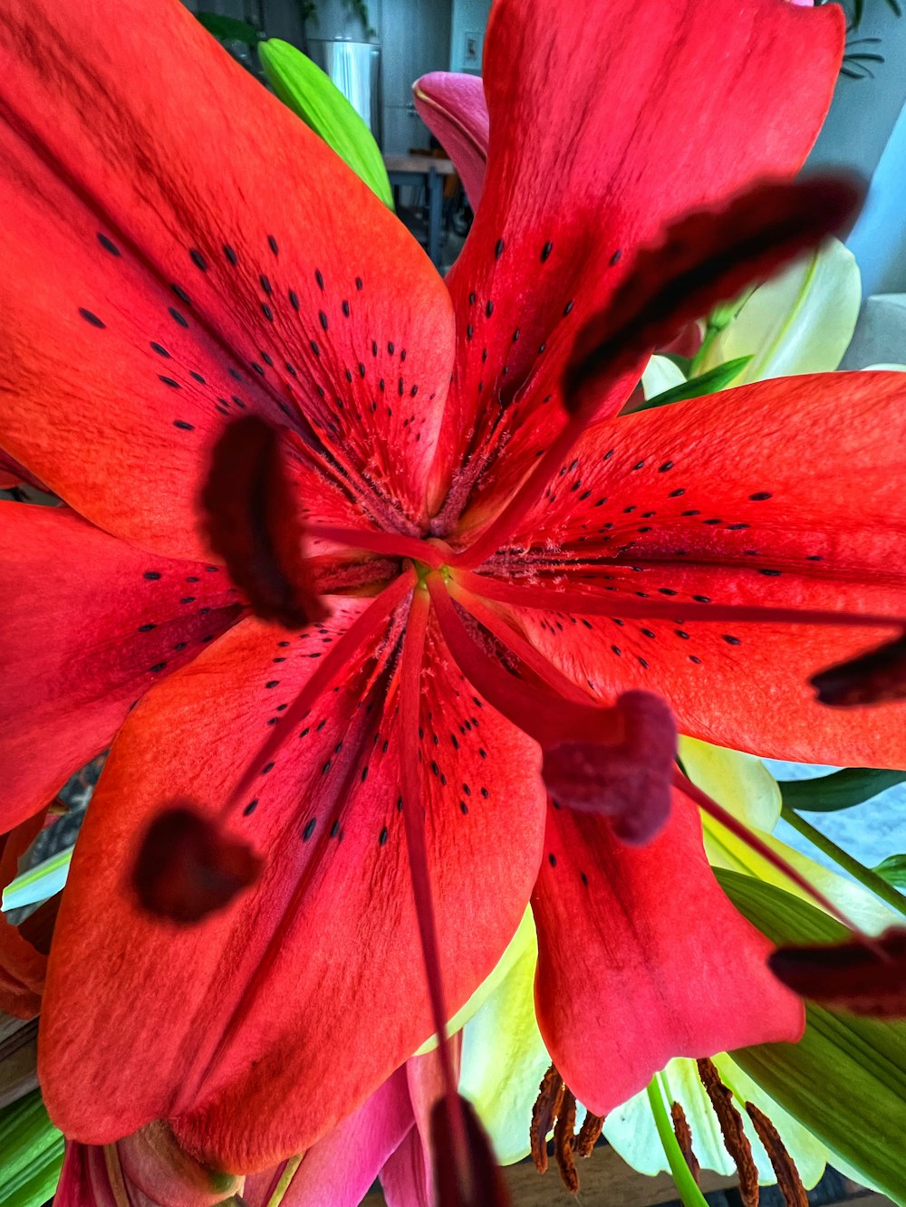 a red flower with green leaves