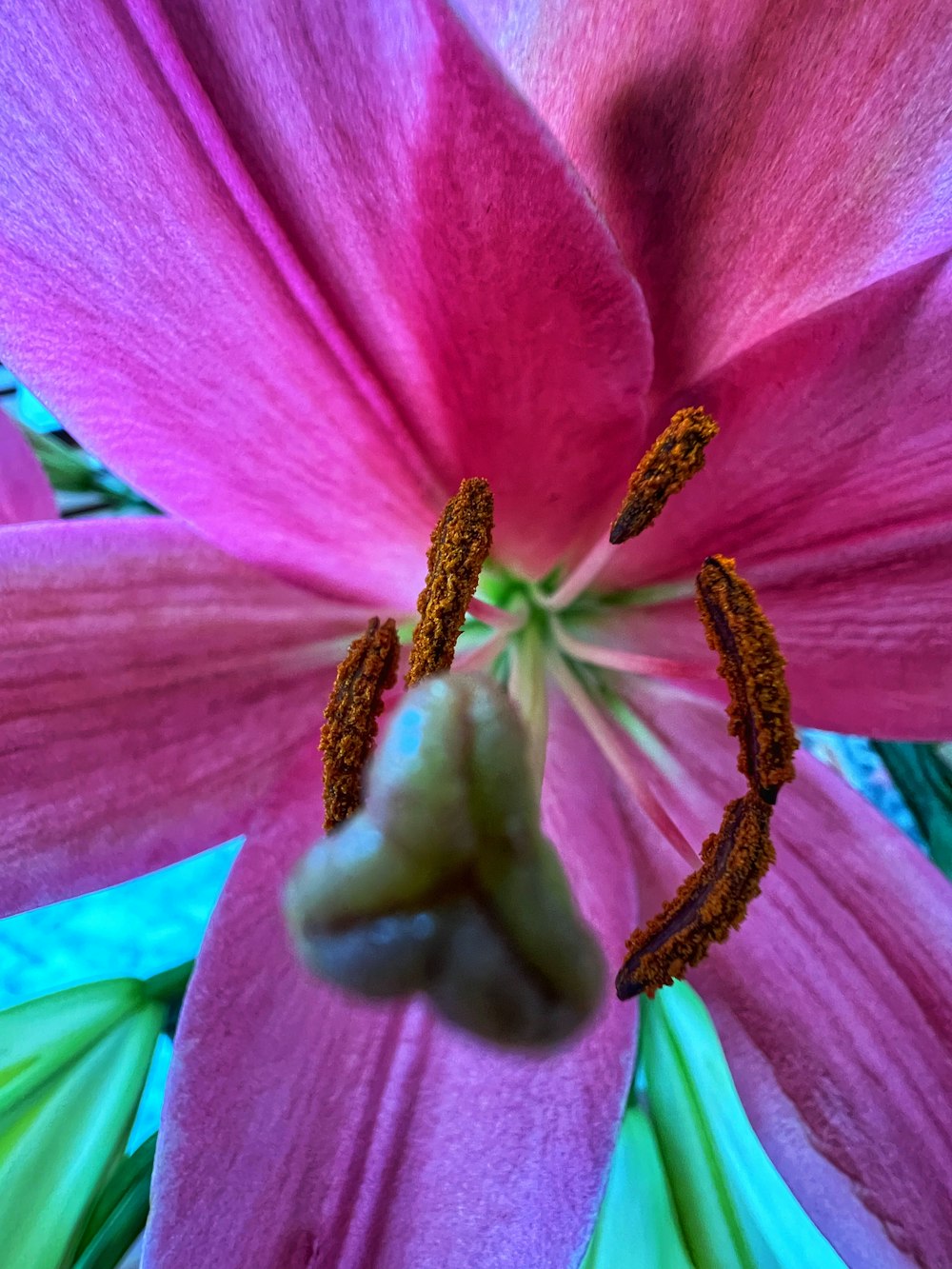 a close up of a flower