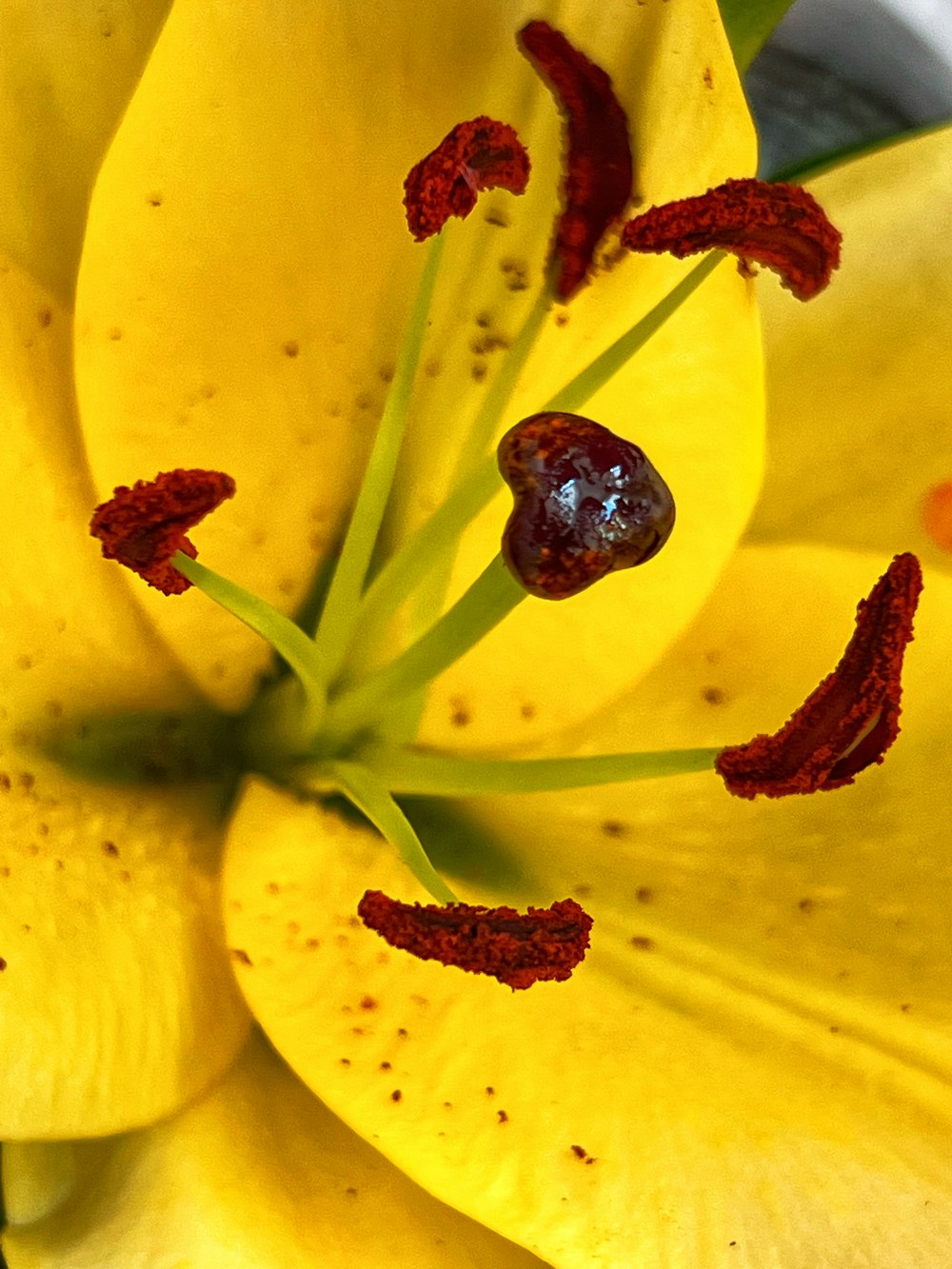 a close up of a flower