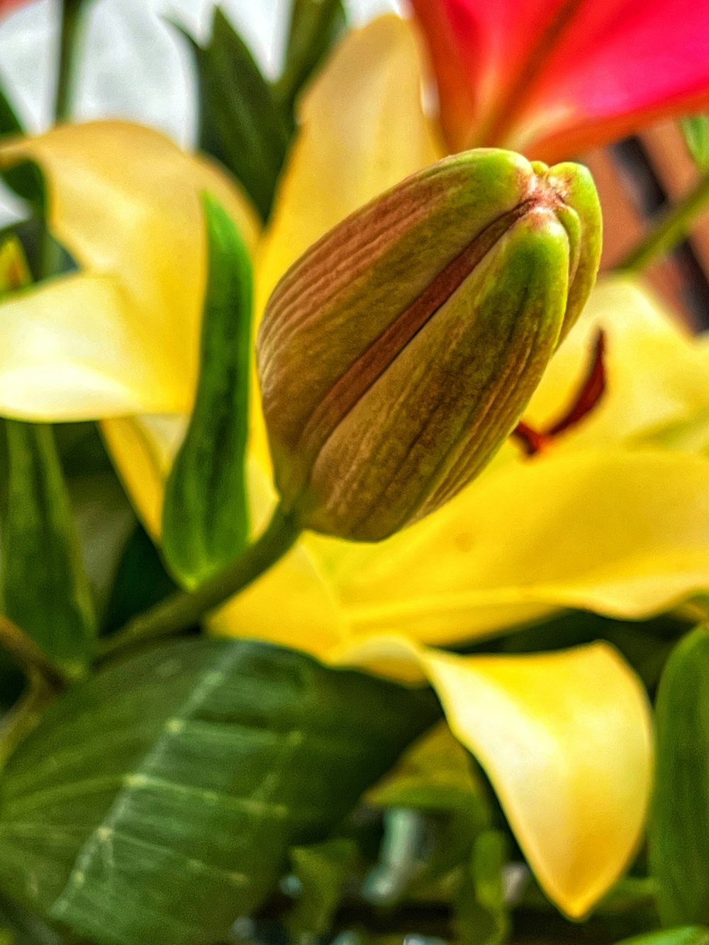 a close up of a flower