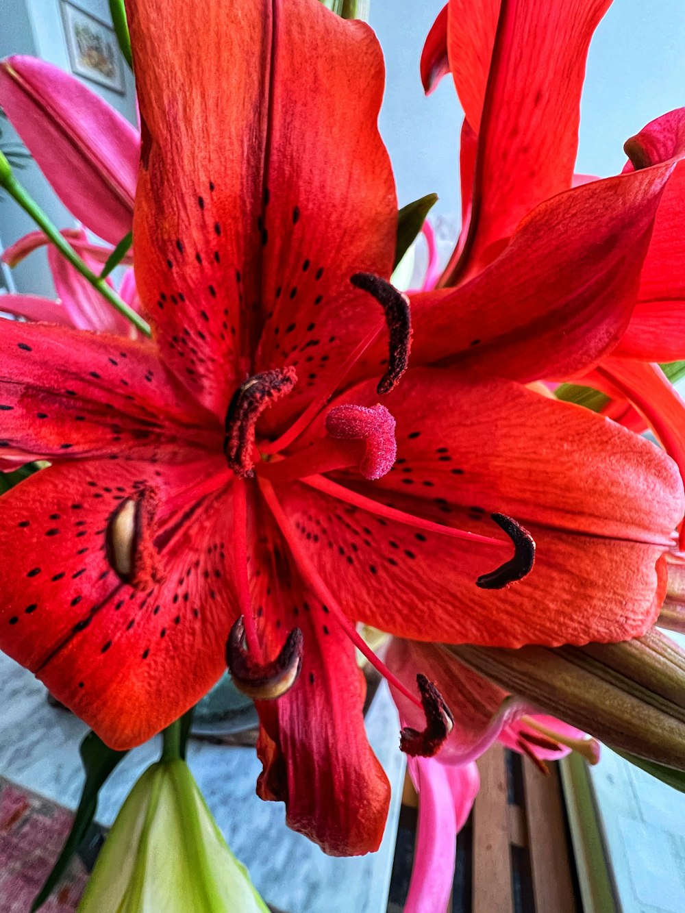 a red flower with a black bug on it