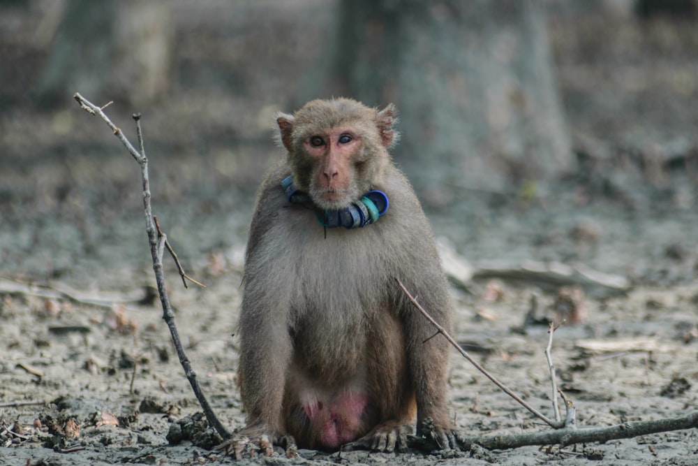 a monkey holding a blue object in its mouth