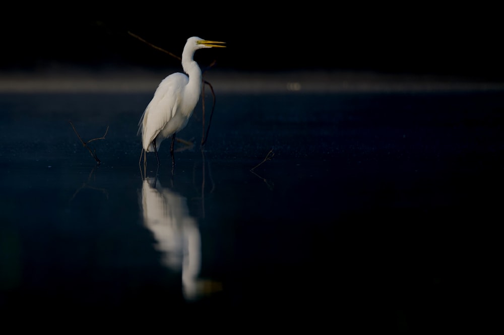 a bird standing in water