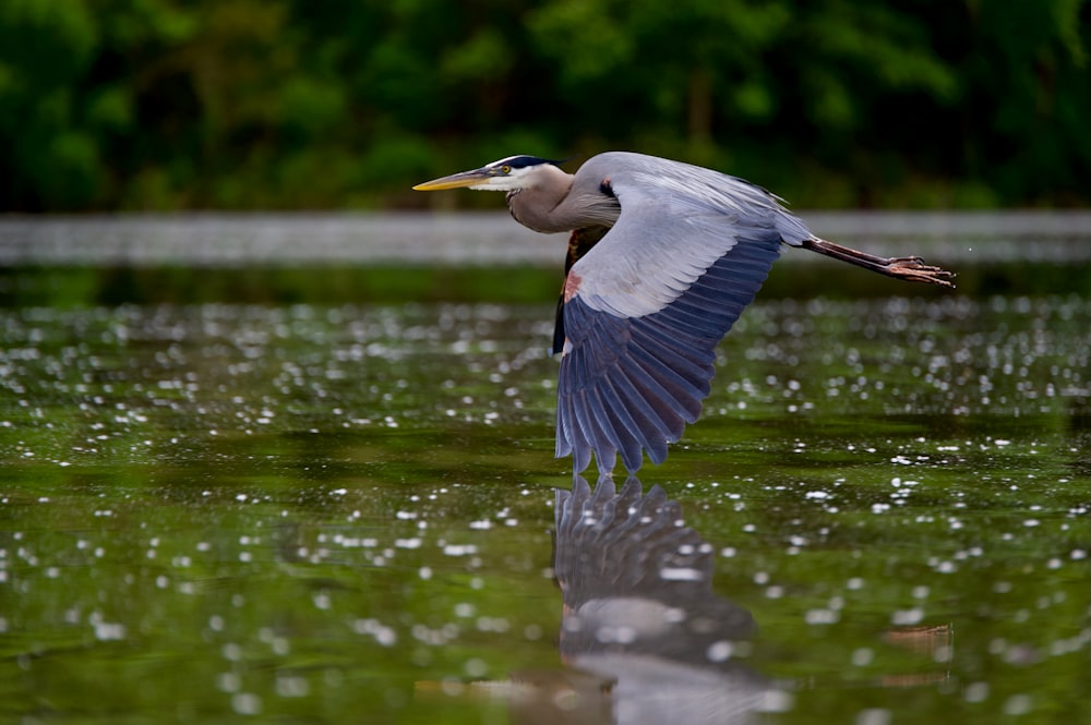 a bird flying over water