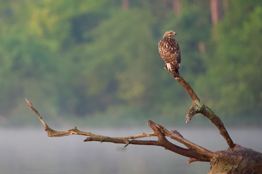 a bird perched on a branch