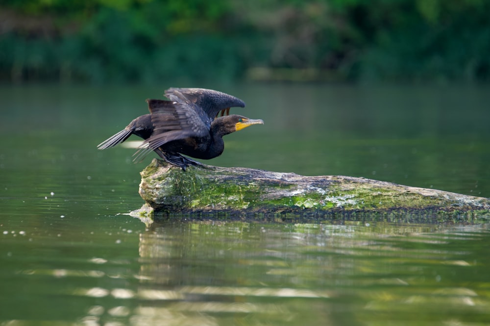 a bird on a rock in the water