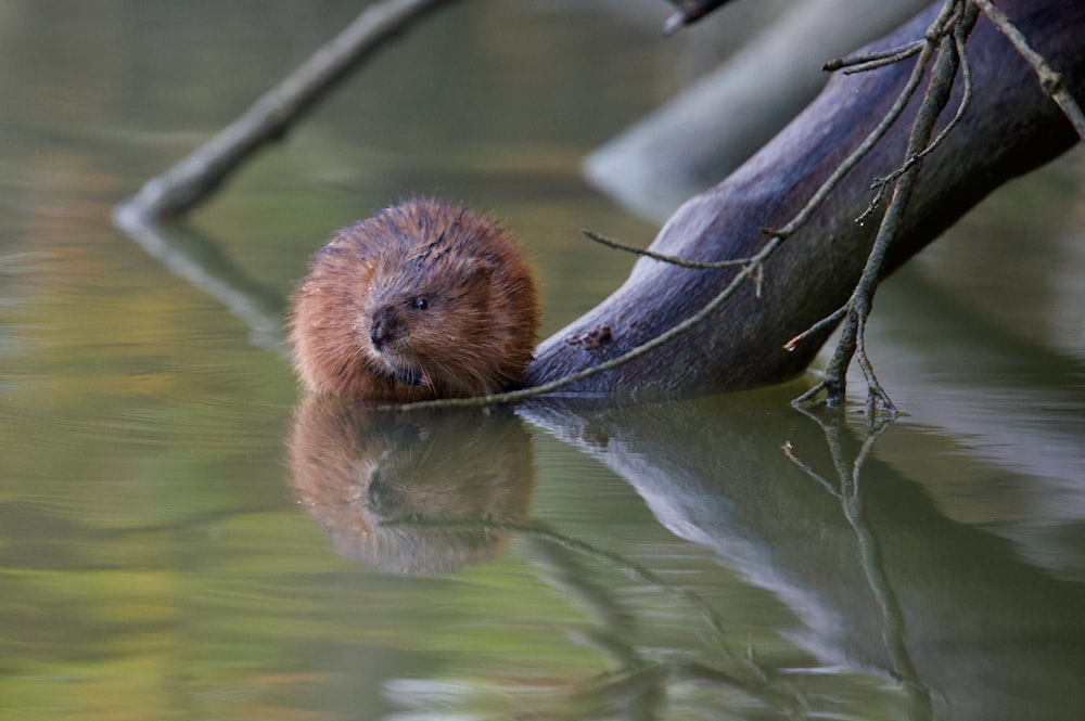 a beaver in the water