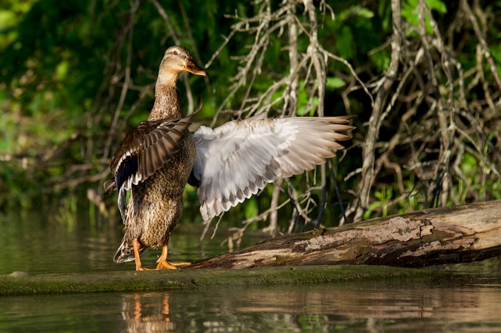 two ducks on a log