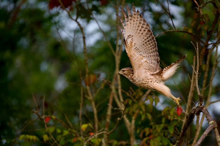 Bird Behavior 