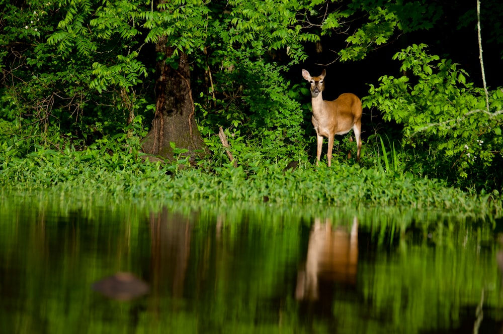 a deer standing next to a body of water
