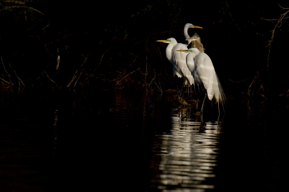 two birds standing in water