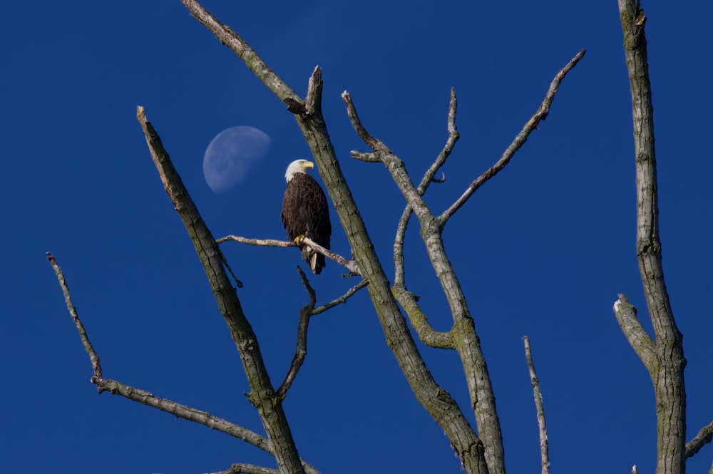 a bald eagle sitting on a tree branch