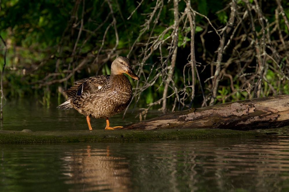a duck on a log in water