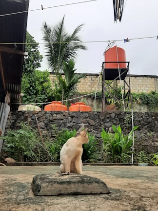 A light-colored cat is sitting on a small concrete platform in a yard. Behind the cat, there is lush green vegetation and a stone wall. Above the wall, an orange water tank is elevated on a metal stand. The sky appears overcast, and there are several trees visible in the background.
