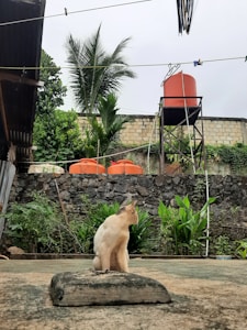 A light-colored cat is sitting on a small concrete platform in a yard. Behind the cat, there is lush green vegetation and a stone wall. Above the wall, an orange water tank is elevated on a metal stand. The sky appears overcast, and there are several trees visible in the background.