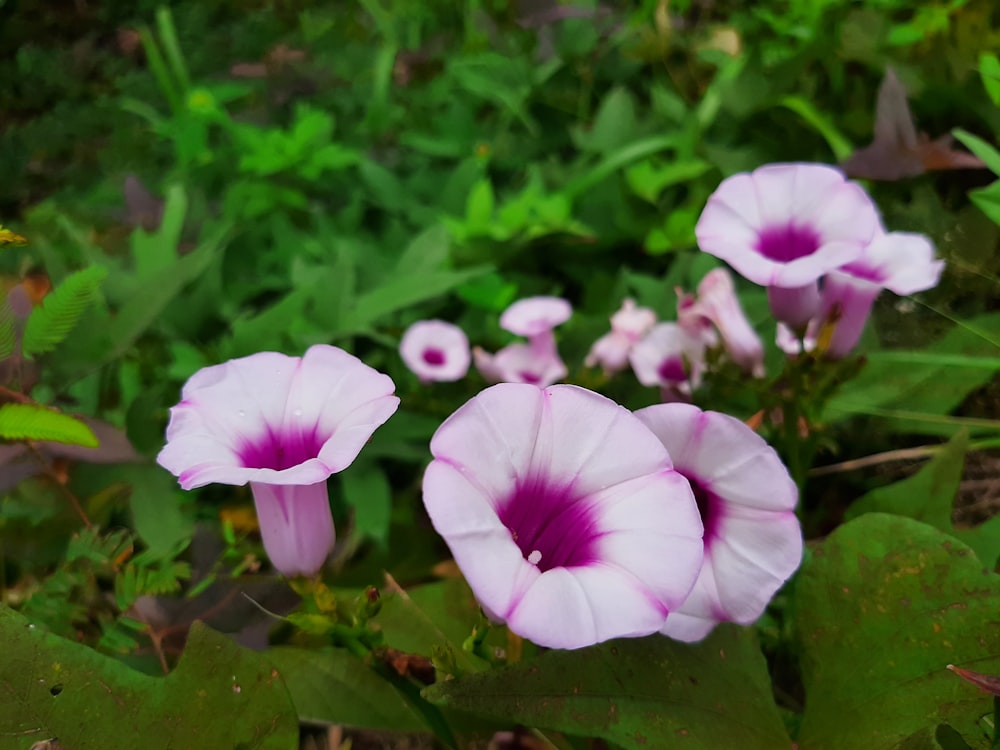 a group of flowers