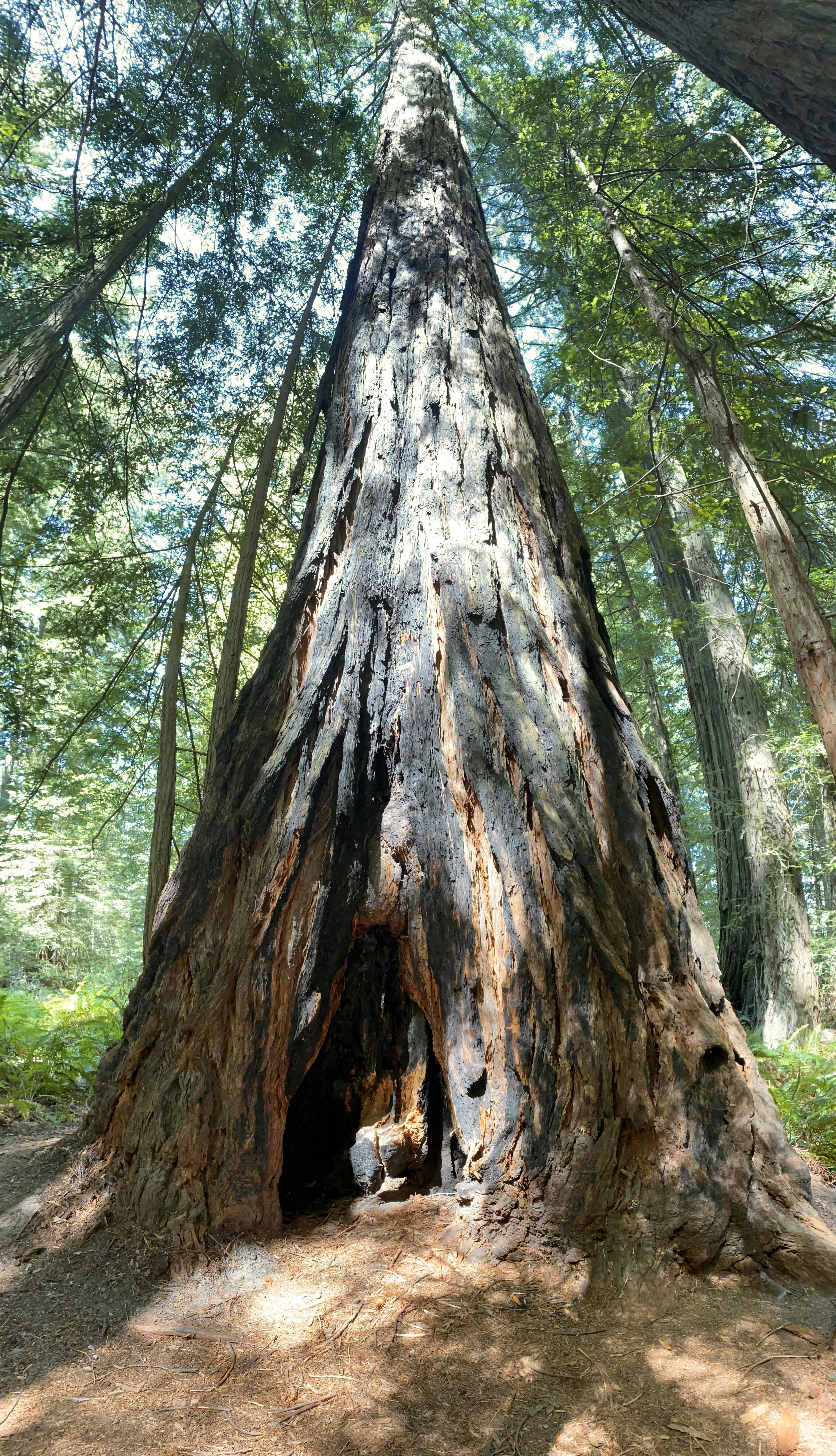 Foto zum Thema Ein baum mit vielen ästen Kostenloses Bild zu Hain von