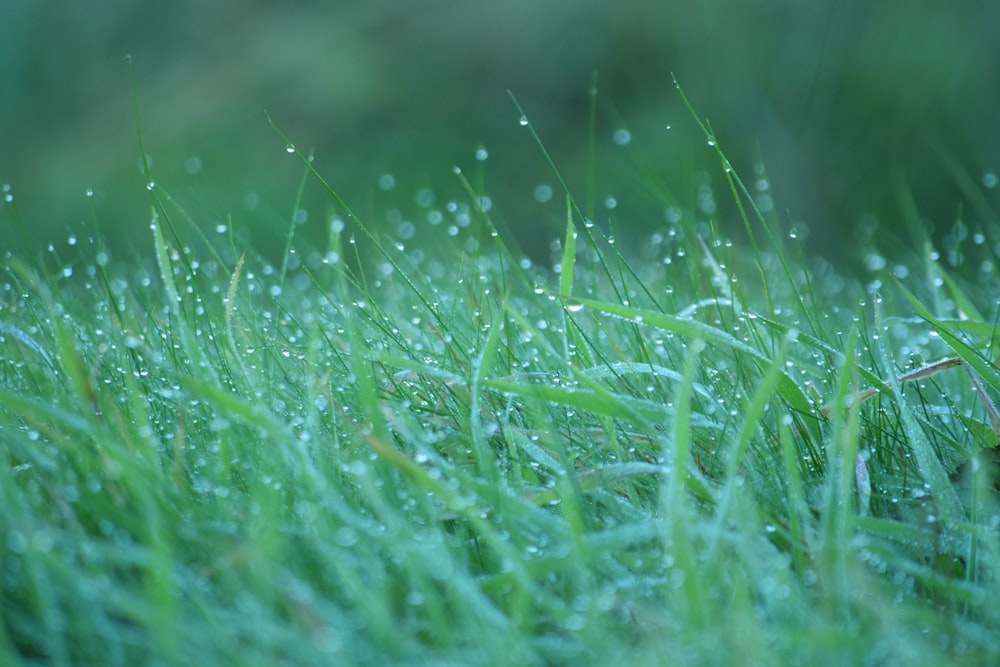 close up of grass