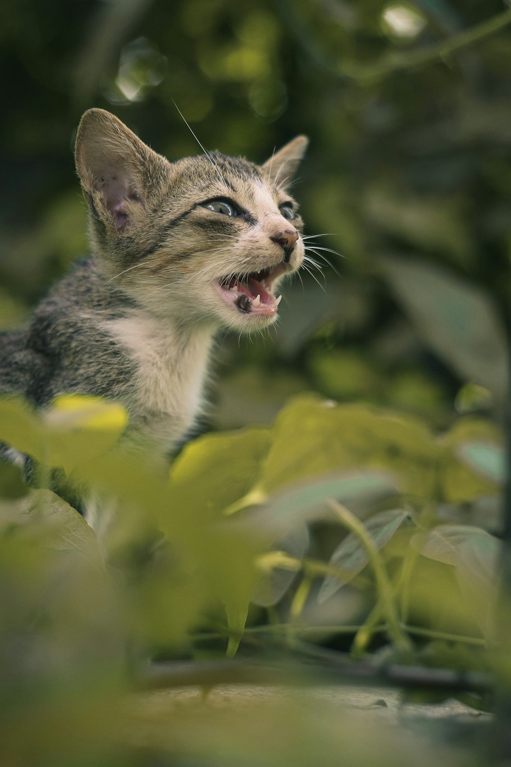 口を開けた猫