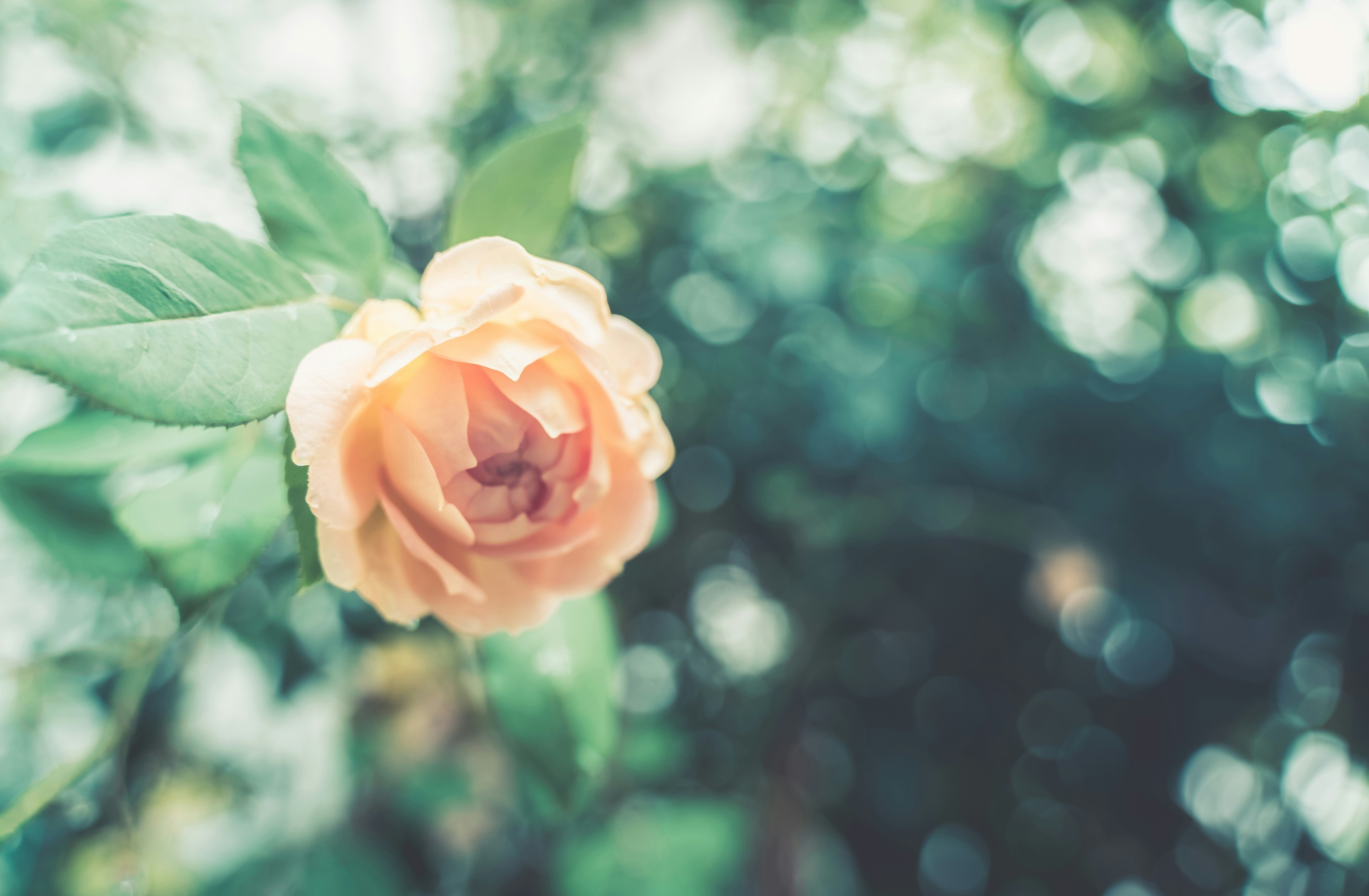 Photo by mocking_bird