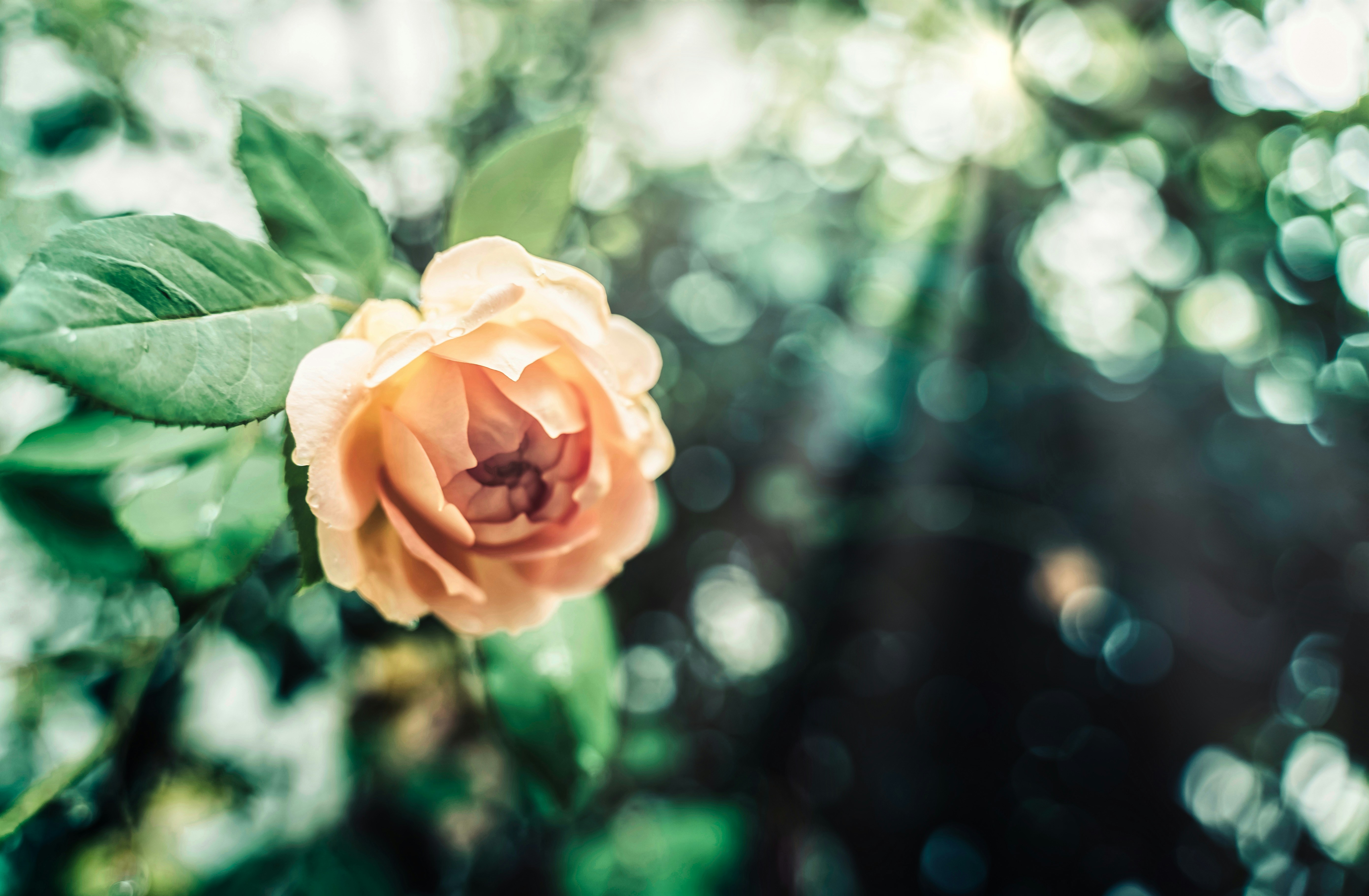 Photo by mocking_bird