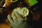 A gloved hand is holding a durian on a wooden surface. A knife is positioned near the durian, suggesting it is about to be cut open. The scene is dimly lit, with shadows creating a focused and slightly mysterious atmosphere.