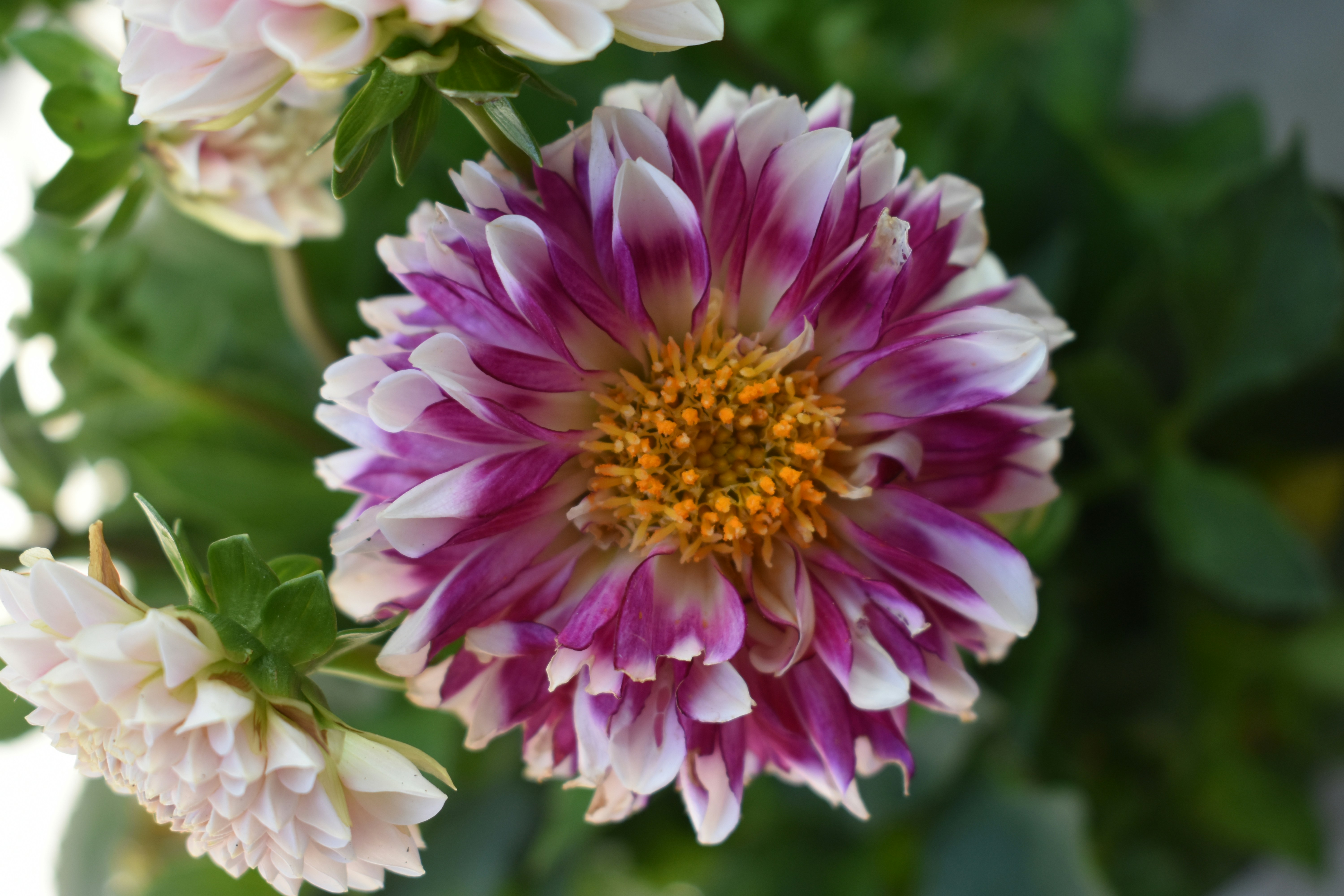 Photo by tulip_sunflower