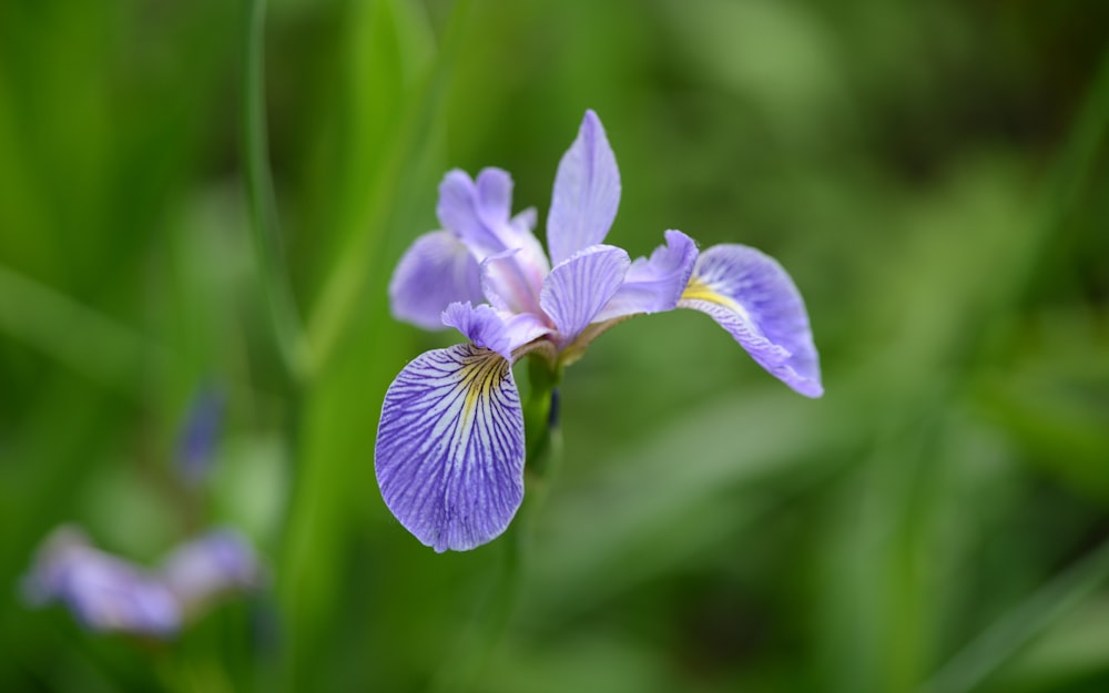 Nahaufnahme einer Blume