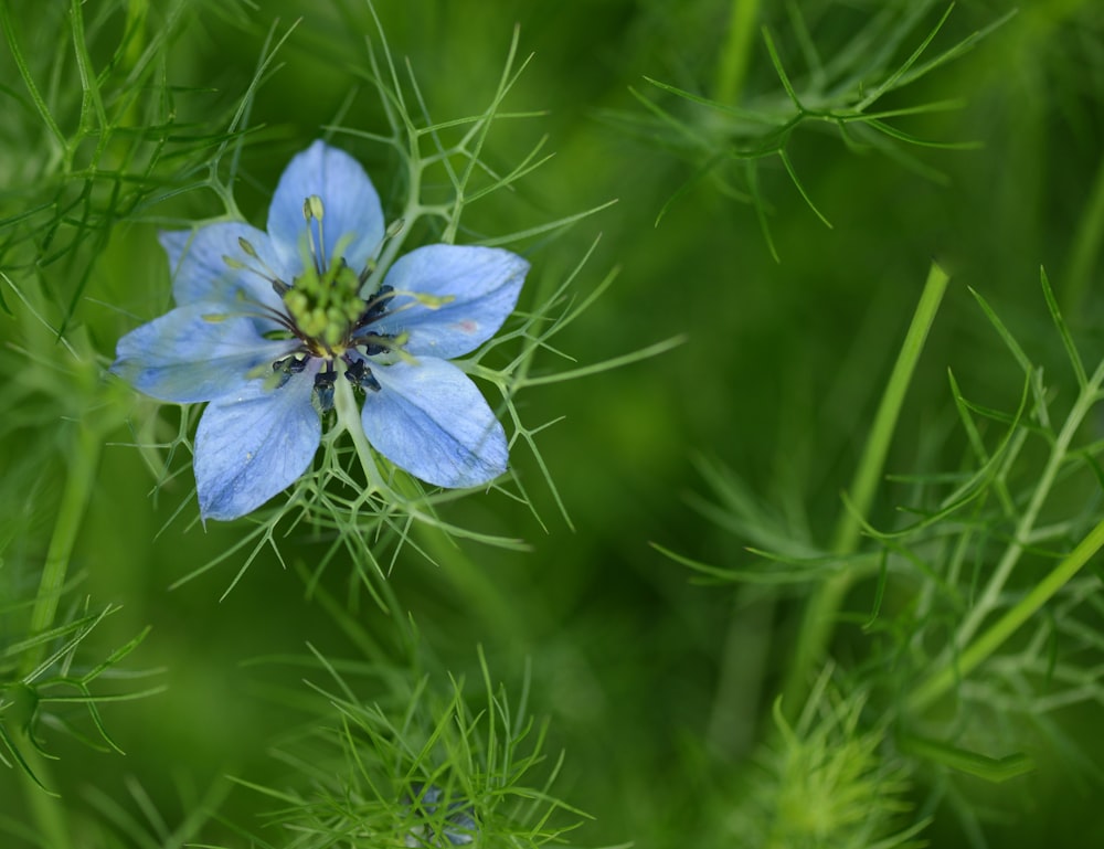 une fleur bleue dans l’herbe