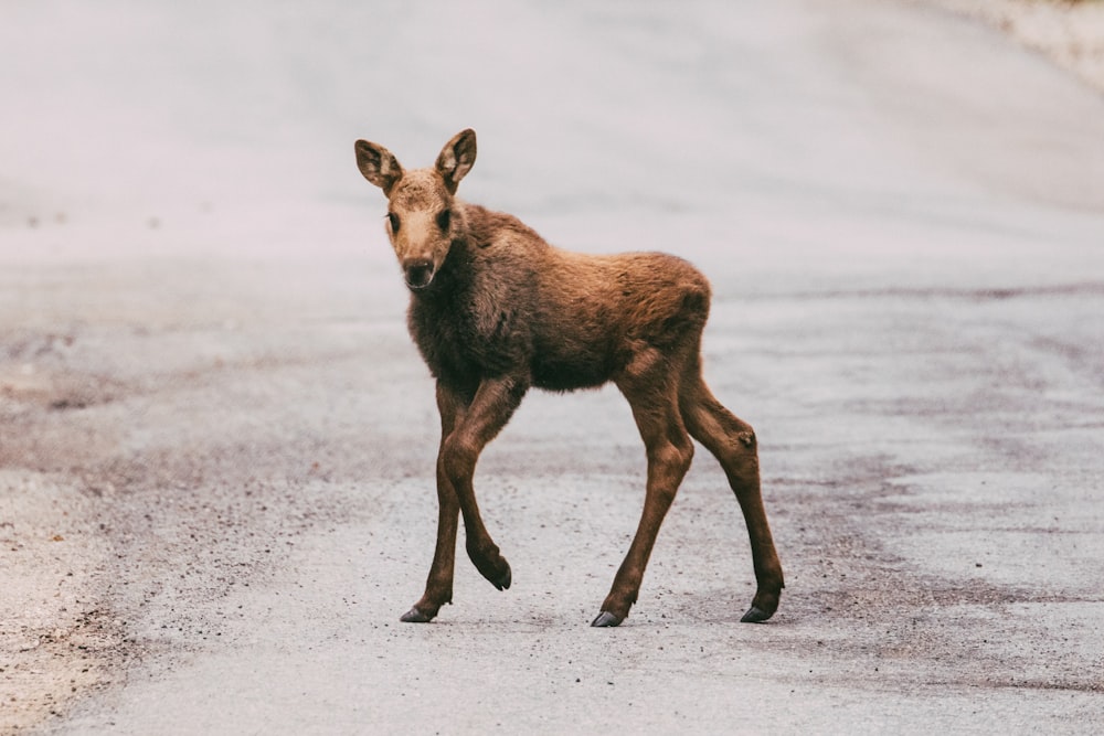 a hyena walking on a road