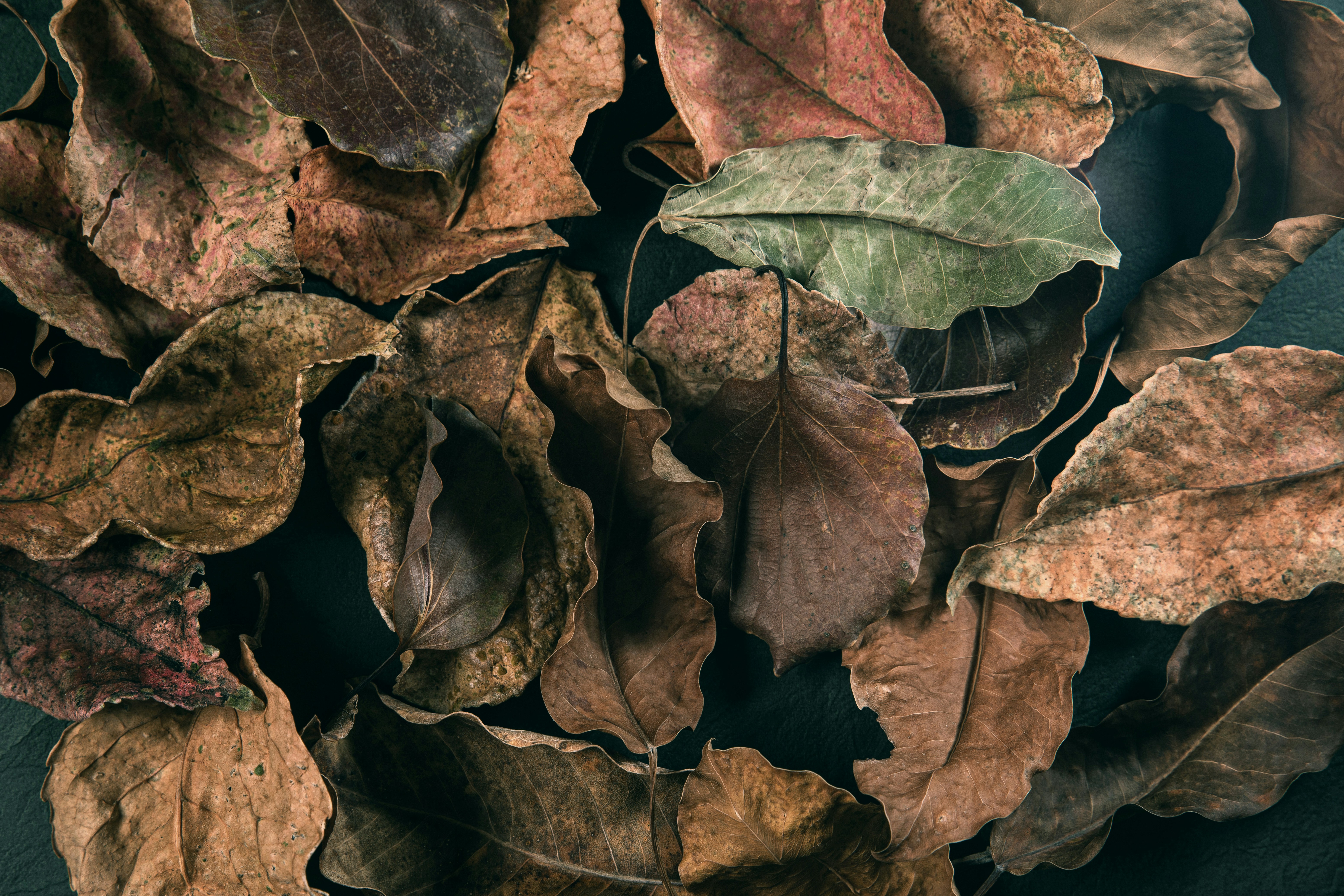 vintage tobacco leaves, wallpaper, Sejarah Rokok: Dari Ritual Kuno hingga Industri Modern 6