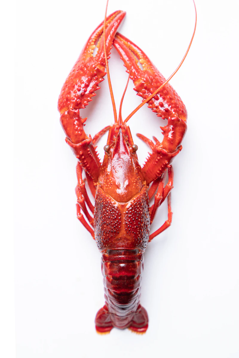Lobster