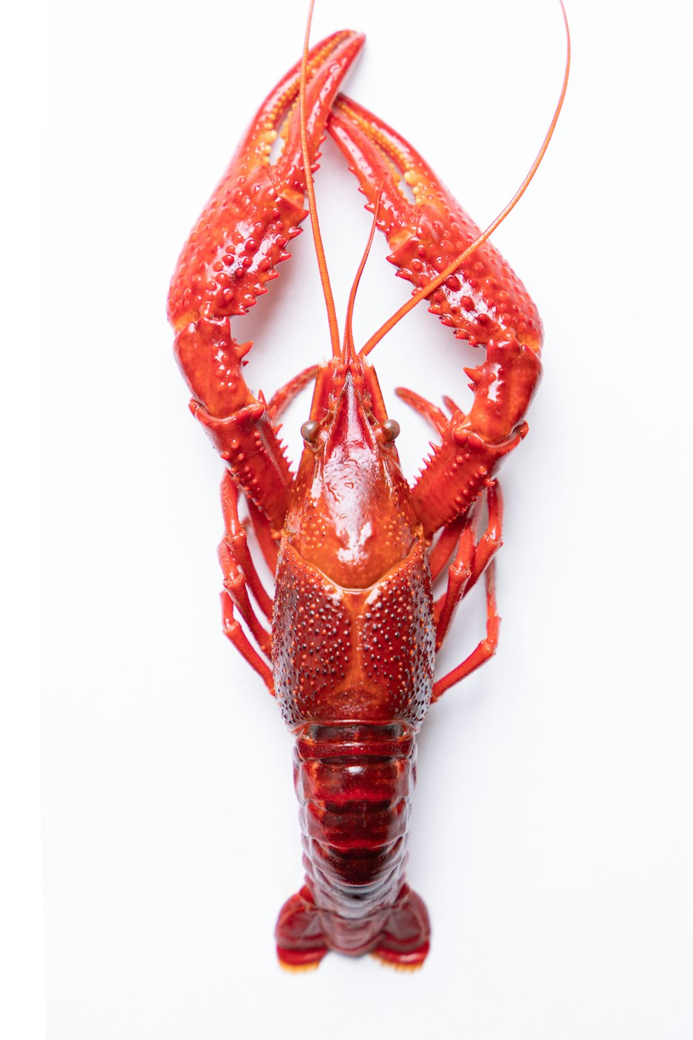 a red lobster with a white background