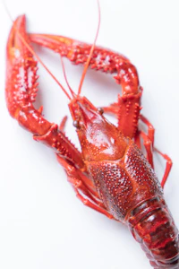 Fresh cooked crayfish