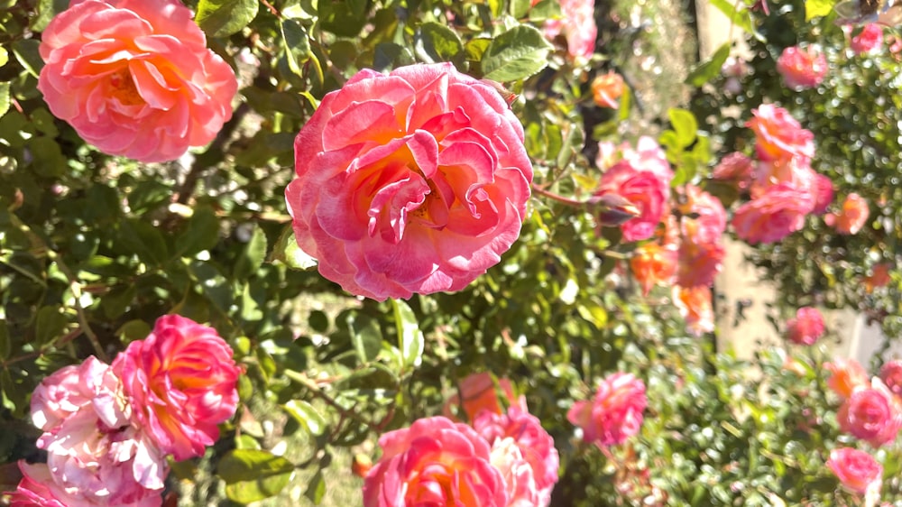 a close up of a flower