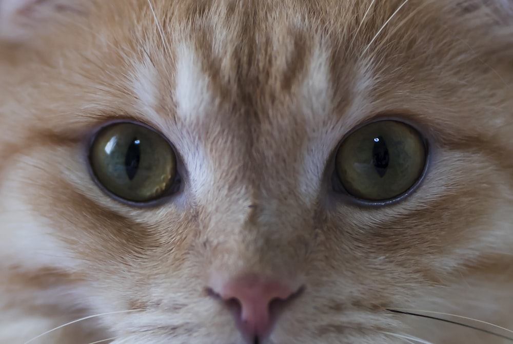 close up of a cat's face