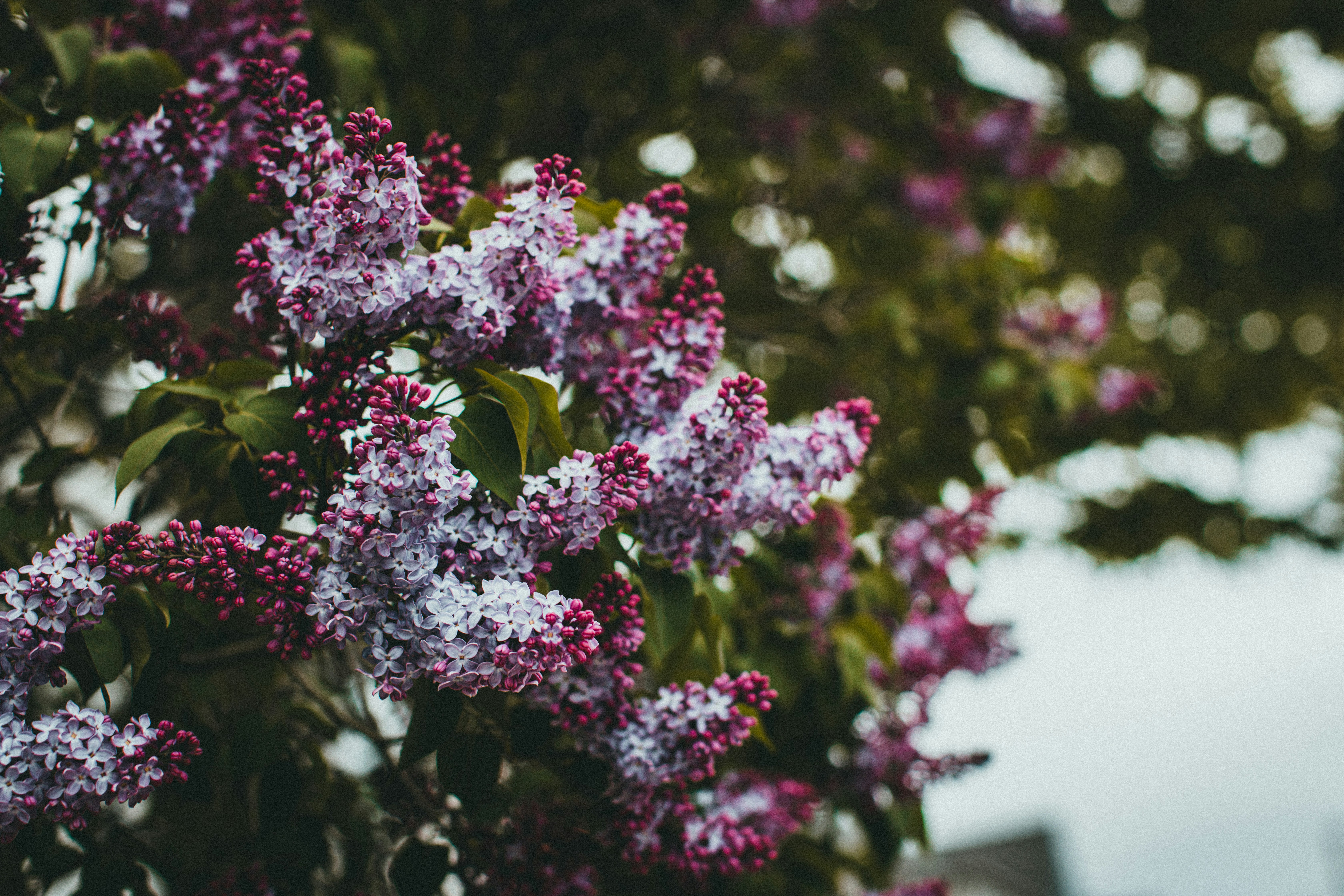 Photo by theshuttervision