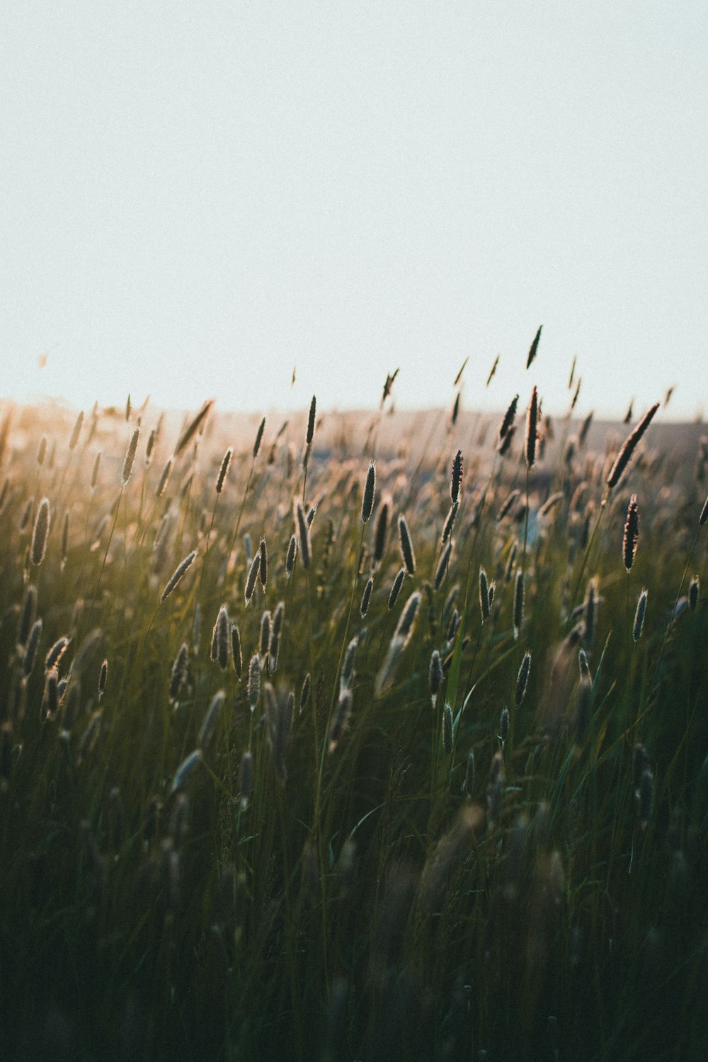 a field of wheat