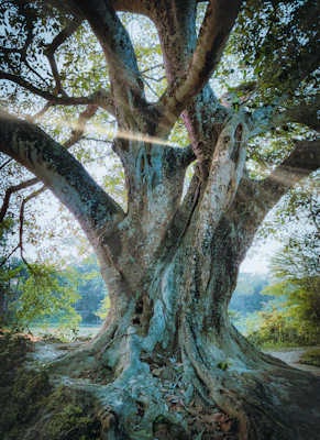 Close-up of a beautifully illustrated tarot card featuring an ancient oak tree glowing with soft light