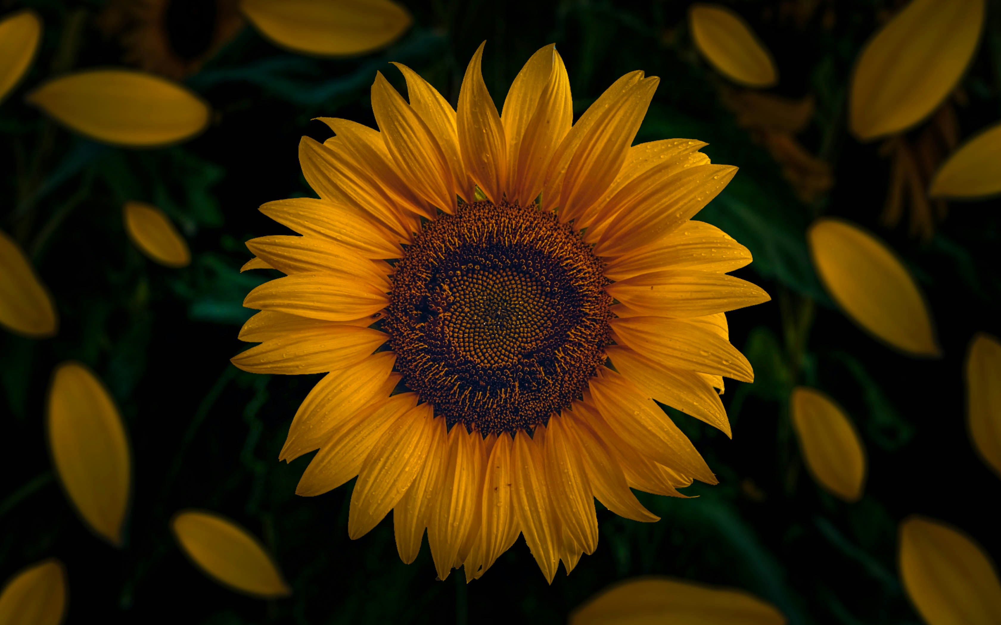 Photo by tanvir_mahmud