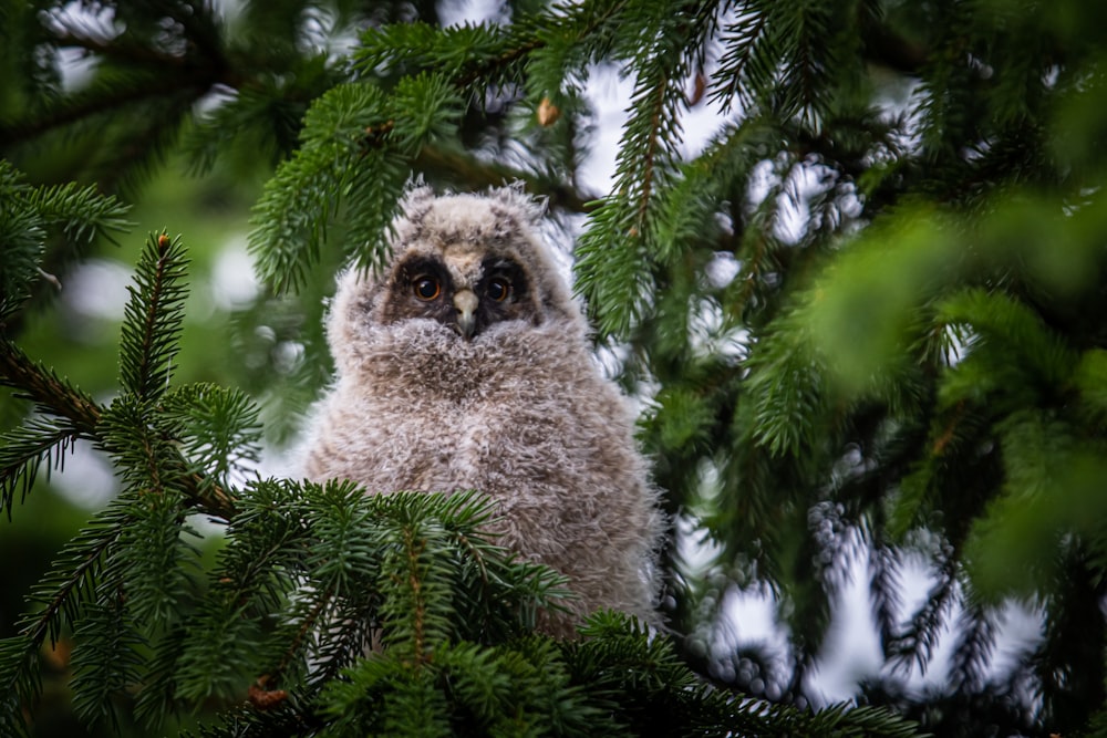 a small animal in a tree