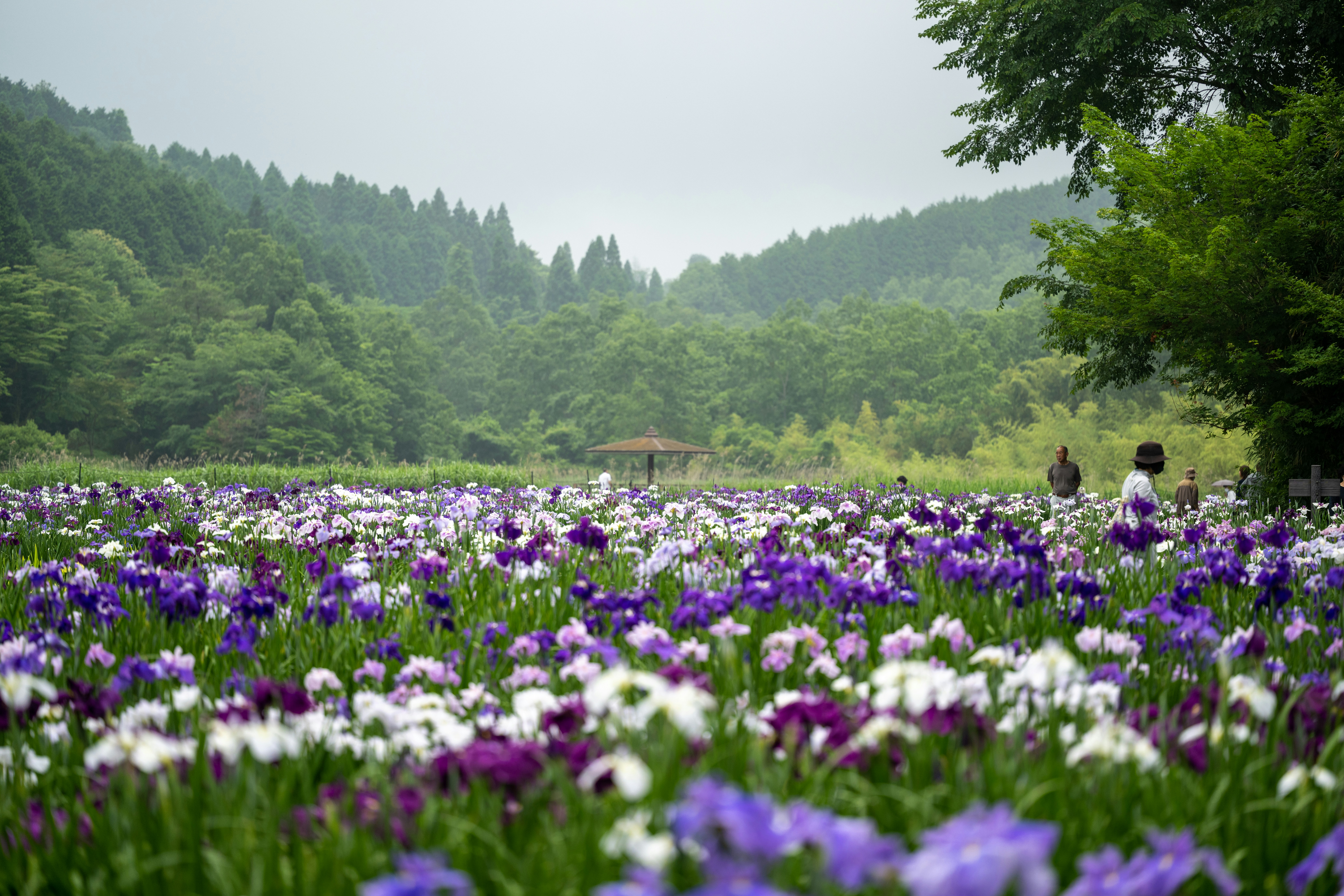 Photo by pafuxu