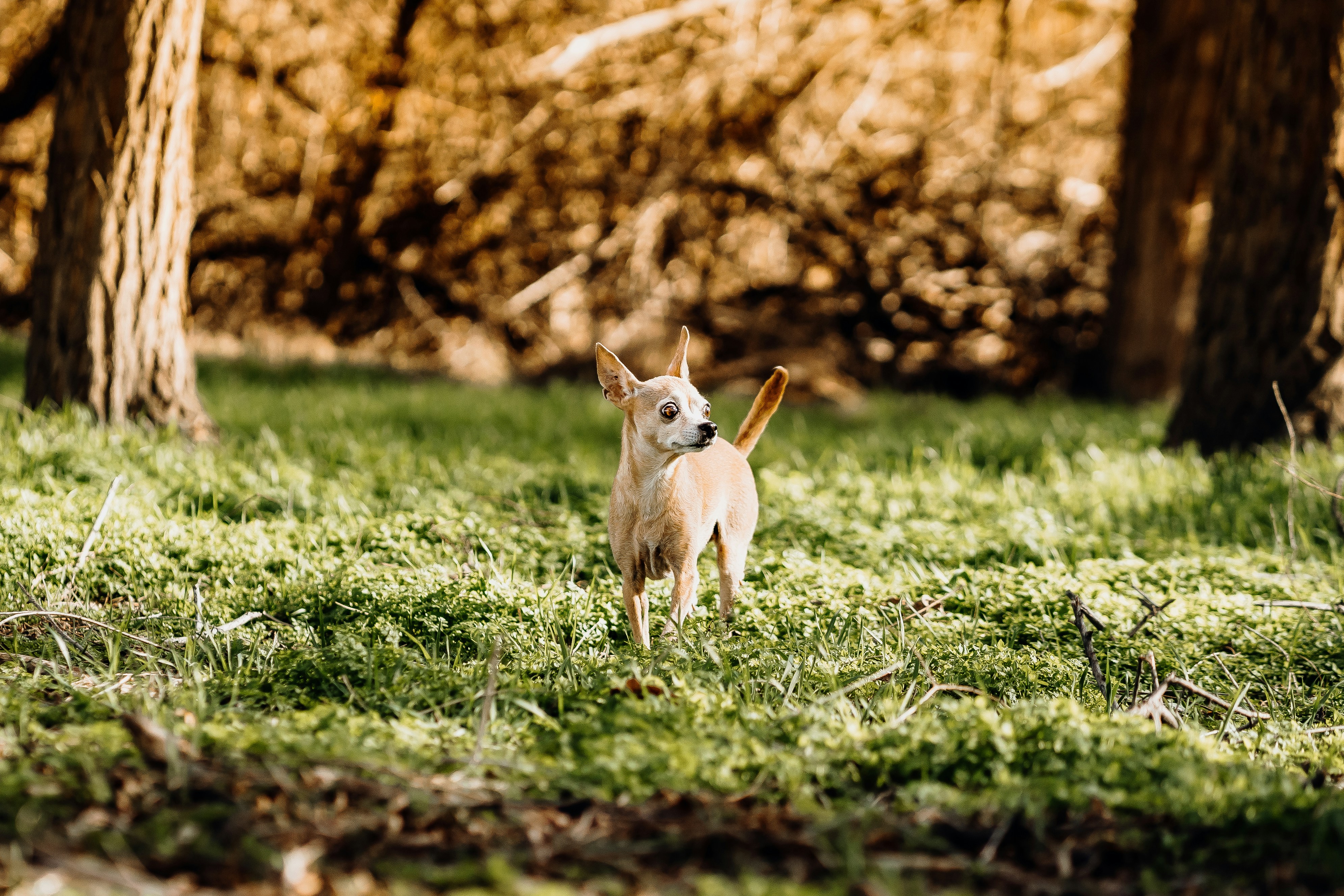 Kennewick, WA, United States cover image