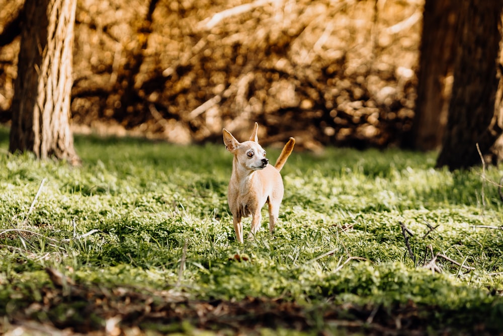 a small white animal